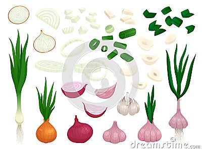 Raw onion. Half onions, vegetables slices fresh cut. Peeled garlic piece, cartoon organic green leeks. Isolated shallot Vector Illustration