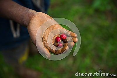 Raw and organic coffee beans in the palm of a farmes hand Stock Photo