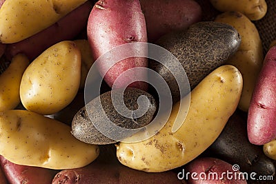 Raw organic fingerling potato medley Stock Photo