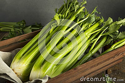 Raw Organic Green Celery Stalks Stock Photo