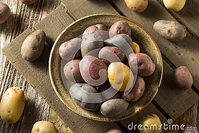 Raw Organic Rainbow Baby Potatoes Stock Photo