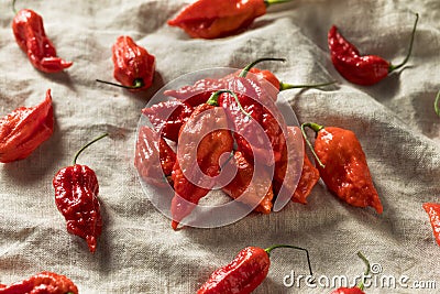 Raw Organic Spicy Bhut Jolokia Ghost Peppers Stock Photo