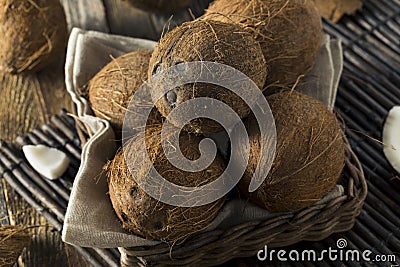 Raw Organic Tropical Brown Coconuts Stock Photo