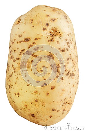 Raw potato Stock Photo