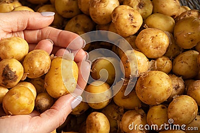 raw potatoes in the hands of a girl, harvest of potatoes Stock Photo