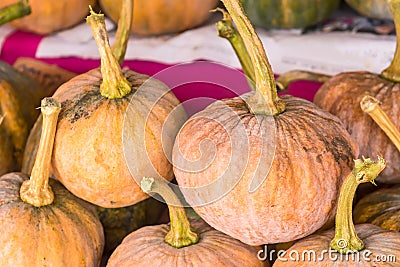 Raw pumpkins not cooked, Stacked big pumpkins, orange pumpkins useful high nutrition food Stock Photo