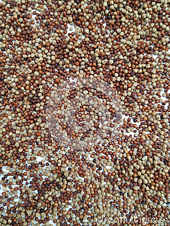 Raw Ragi/Finger Millet is a rich in protein, fiber, calcium, iron, prevents from osteoporosis and cholesterol, strengthens bone. Stock Photo