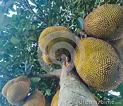 Raw ripe big south asian Jack fruits hanging from the tree during the summer. National fruit of Bangladesh Stock Photo