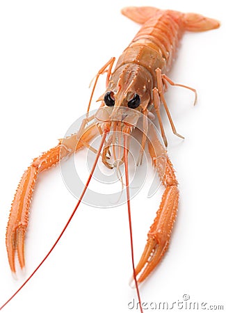 Raw scampi Stock Photo