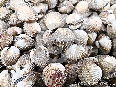 Raw seafood series - Stock Photo