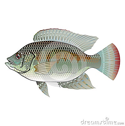 Raw Seafood Tilapia Vector Illustration