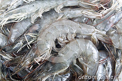 Raw shrimp Stock Photo