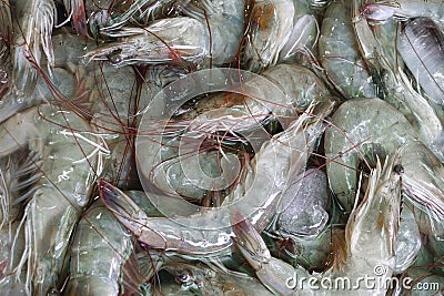 Raw shrimps Stock Photo