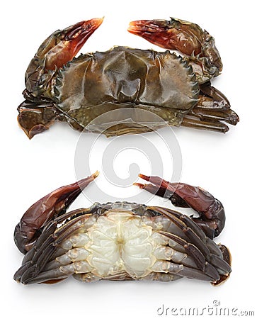 Raw soft shell crab Stock Photo