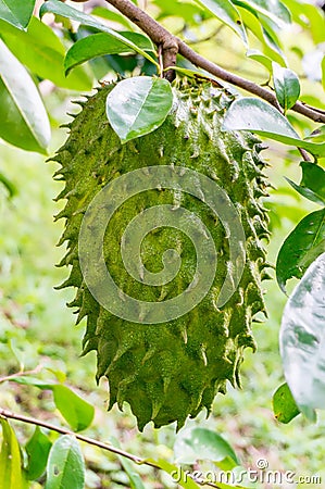 Raw soursop fruit Stock Photo