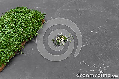 Raw sprouts, microgreens, healthy eating concept. High quality photo Stock Photo