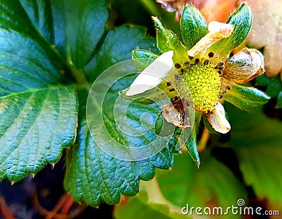 Raw strawberry hanging from strawberry plant Stock Photo
