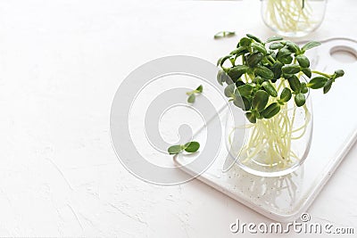 Raw sunflower microgreen sprouts in a glass on a white cutting board and background Stock Photo