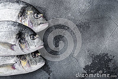 Raw three head sea bream or Gilt head bream dorada fish on grey textured background, top view with space for text Stock Photo