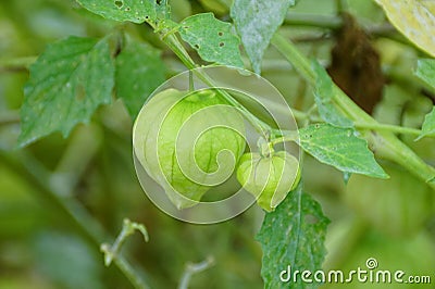 Raw tomatillo on the tree, also known as the Mexican husk tomato Stock Photo