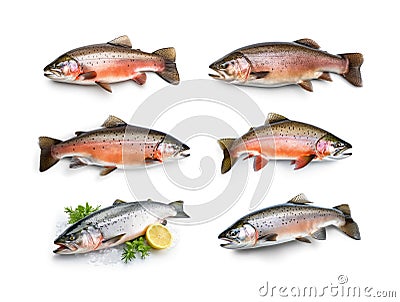 Raw trout isolated. Fresh cutthroat, steelhead fish, whole rainbow trout, trutta, fario Stock Photo