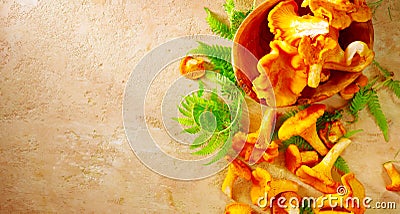Raw wild chanterelle mushrooms on old rustic table background. Organic fresh chanterelles background Stock Photo