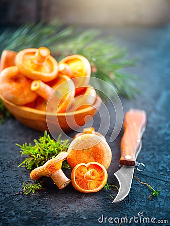 Raw wild Saffron milk cap mushrooms on dark old rustic background. Lactarius deliciosus, Rovellons, Niscalos mushroom closeup Stock Photo