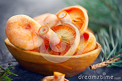 Raw wild Saffron milk cap mushrooms on dark old rustic background. Lactarius deliciosus. Rovellons, Niscalos. Organic mushrooms Stock Photo