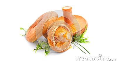 Raw wild Saffron milk cap mushrooms isolated on white background. Lactarius deliciosus, Rovellons, Niscalos mushroom closeup Stock Photo