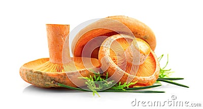 Raw wild Saffron milk cep mushrooms isolated on white background. Lactarius deliciosus. Rovellons, Niscalos. Organic mushrooms Stock Photo