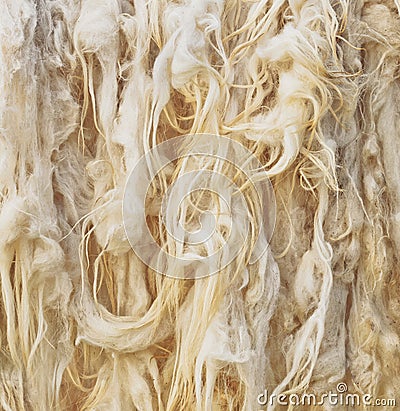 Raw wool Stock Photo