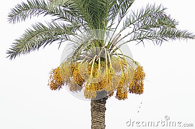 Raw yellow dates on a tree Stock Photo