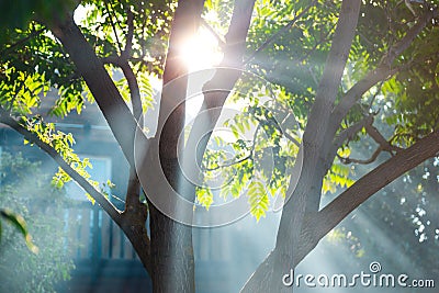 Ray of light pass through a tree with a walking traveller Stock Photo