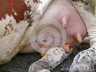 Ray of milk comes from the udder of a cow lying on the ground, teats rubbed with disinfection. Stock Photo