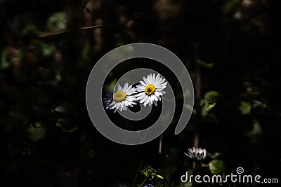 A ray of sunshine illuminates the daisies Stock Photo