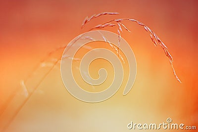 Spikelet on orange background. Stock Photo