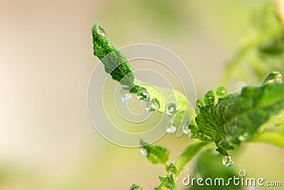 in the rays of the morning sun, young tomato leaves are covered with large transparent dew drops Stock Photo