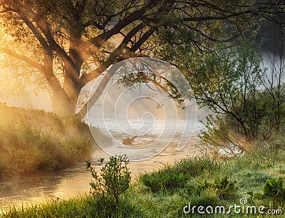 Rays. a picturesque foggy morning. spring dawn Stock Photo