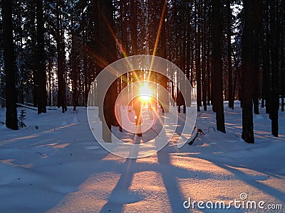 The rays of the setting sun are breaking through the trees. Stock Photo