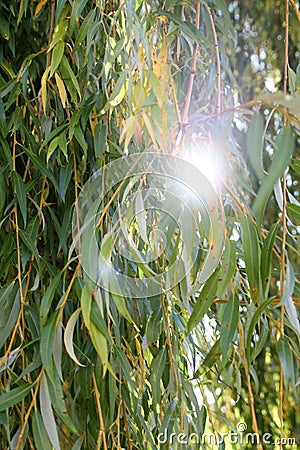 The branches of the autumn willow Stock Photo