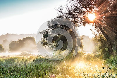 The rays of Sun through a fog and tree`s silhouette at dawn. Stock Photo