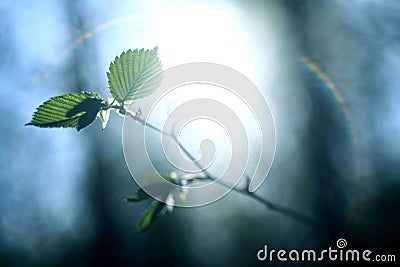 Rays of the sun glare green leaf buds branches spring Stock Photo