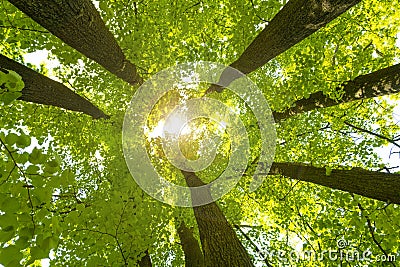 The rays of the sun make way through the foliage and crowns of linden trees. Stock Photo