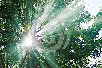 The rays of the sun permeate through the branches of the trees w Stock Photo