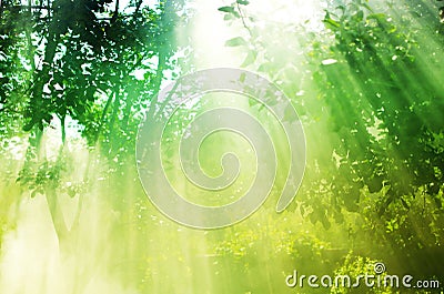 The rays of the sun permeate through the branches of the trees w Stock Photo