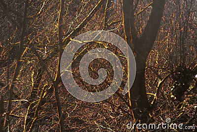 rays of the sun Shine in interlacing of wet branches of trees Stock Photo