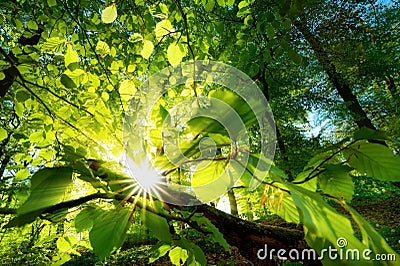 Rays of sunlight beautifully shining through green leaves Stock Photo
