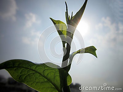 The rays of sunlight overshadow beauty of the plant. Stock Photo