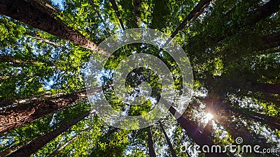 Sunlight shining through the canopy Stock Photo