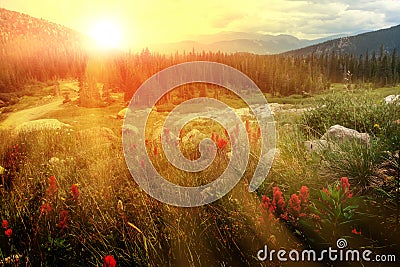 Rays of sunlight shining over a field of red wildflowers in a Colorado spring landscape Stock Photo